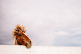 Tier Fotografie von einem Pferd das seinen Kopf über den Zaun steckt. Fotokunst und Bilder online kaufen. Wandbild hinter Acrylglas oder als Poster