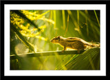 Natur Tier Fotografie von einem Streifenhörnchen auf einem Ast. Fotokunst und Bilder online kaufen. Wandbild im Rahmen