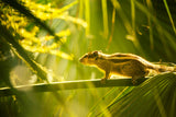 Natur Tier Fotografie von einem Streifenhörnchen auf einem Ast. Fotokunst und Bilder online kaufen. Wandbild hinter Acrylglas oder als Poster