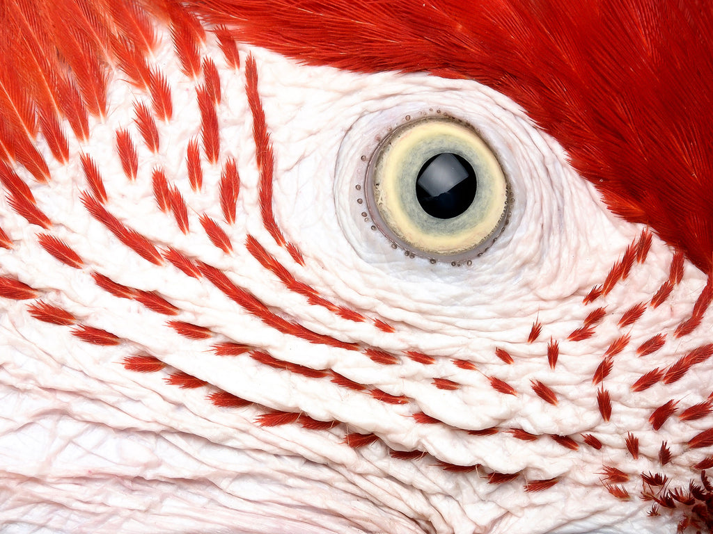 Tier Nahaufnahme Fotografie von dem Auge eines Papageis mit roten Federn. Fotokunst und Bilder online kaufen. Wandbild hinter Acrylglas oder als Poster