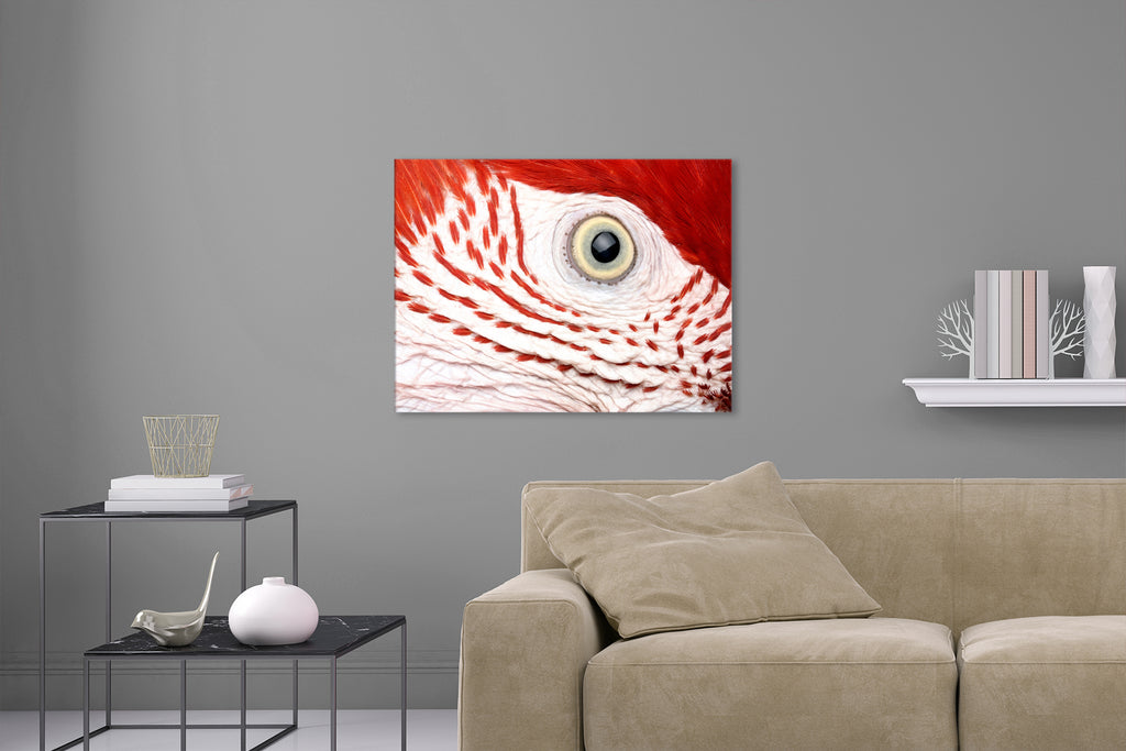 Aufgehängte Tier Nahaufnahme Fotografie von dem Auge eines Papageis mit roten Federn. Fotokunst und Bilder online kaufen. Wandbild hinter Acrylglas oder als Poster