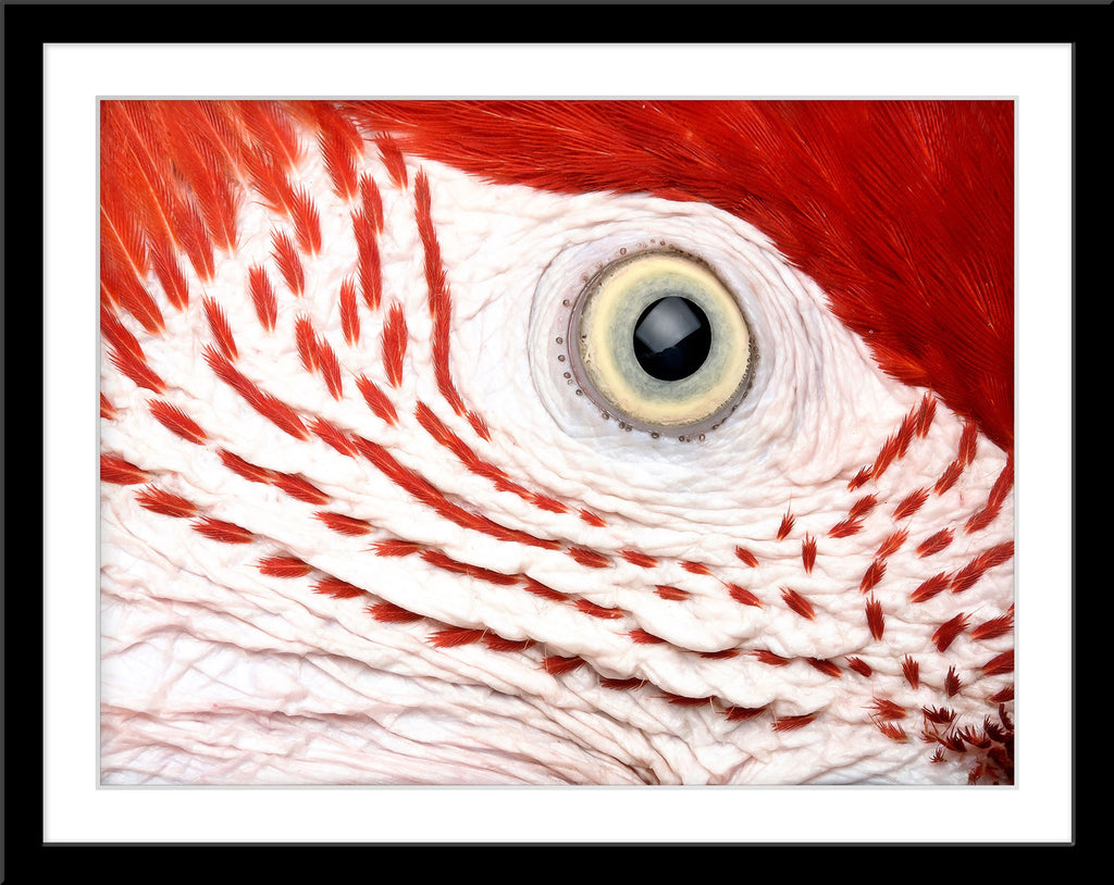 Tier Nahaufnahme Fotografie von dem Auge eines Papageis mit roten Federn. Fotokunst und Bilder online kaufen. Wandbild im Rahmen