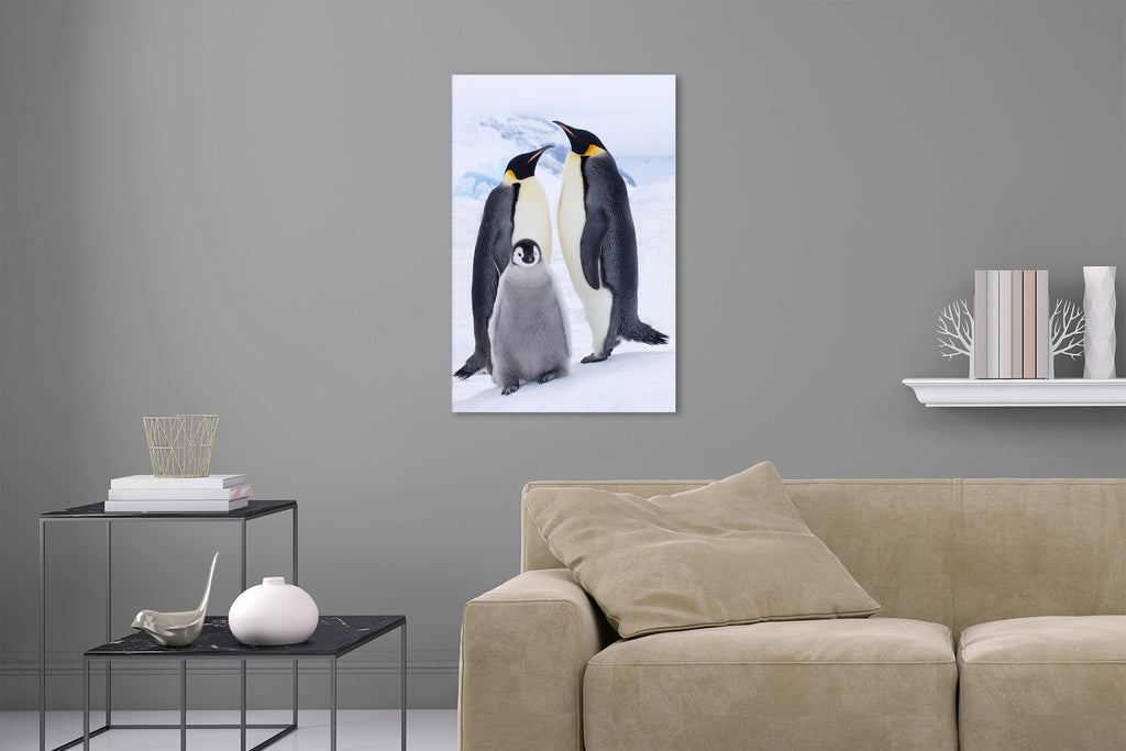 Aufgehängte Tier Fotografie von einer Königspinguin Familie im Hochformat. Fotokunst und Bilder online kaufen. Wandbild hinter Acrylglas oder als Poster