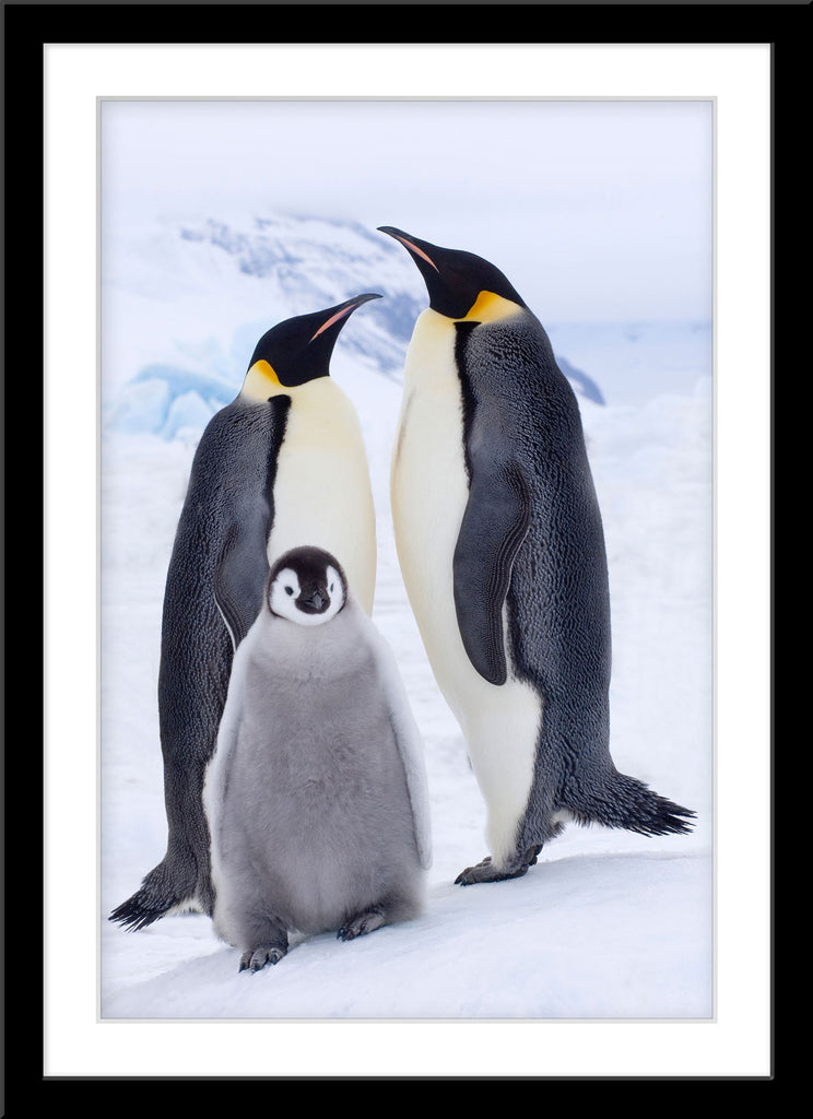 Tier Fotografie von einer Königspinguin Familie im Hochformat. Fotokunst und Bilder online kaufen. Wandbild im Rahmen