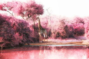 Infrarot Tier Fotografie von einer Giraffe an einem Wasserloch im Querformat. Fotokunst und Bilder online kaufen. Wandbild hinter Acrylglas oder als Poster