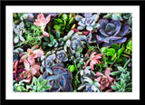 Natur Fotografie von farbigen Pflanzen im Querformat. Fotokunst und Bilder online kaufen. Wandbild im Rahmen