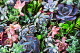 Natur Fotografie von farbigen Pflanzen im Querformat. Fotokunst und Bilder online kaufen. Wandbild hinter Acrylglas oder als Poster