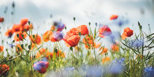 Natur Blumen Fotografie von Mohnblumen im Panorama Format. Fotokunst und Bilder online kaufen. Wandbild hinter Acrylglas oder als Poster