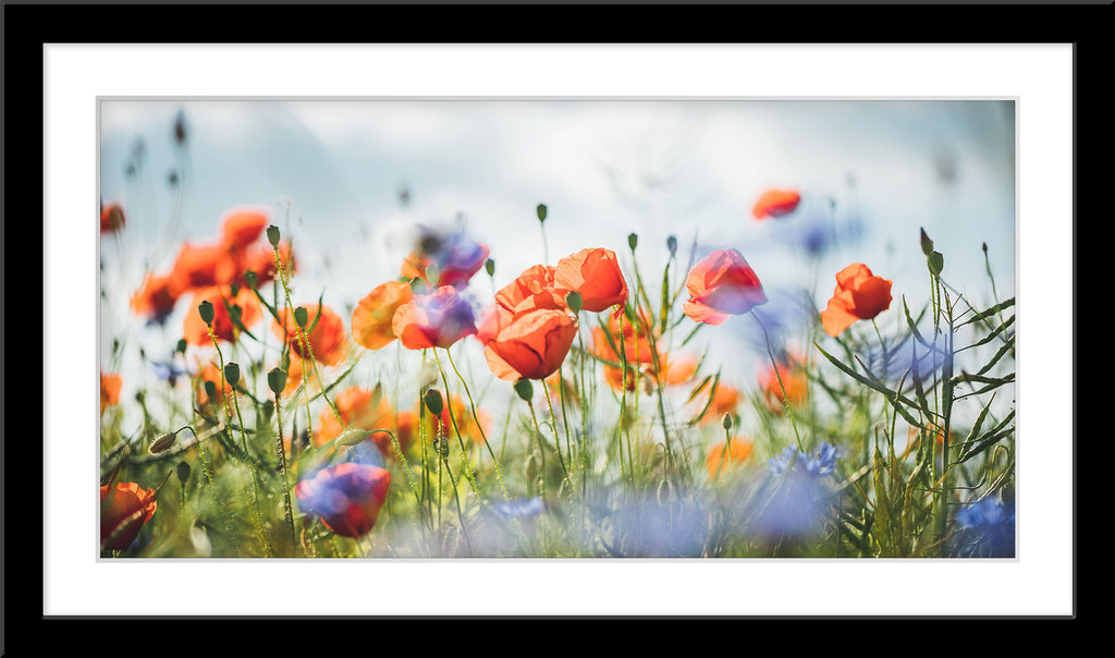 Natur Blumen Fotografie von Mohnblumen im Panorama Format. Fotokunst und Bilder online kaufen. Wandbild im Rahmen