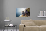 Aufgehängte Tier Fotografie von zwei Papageientaucher mit Blick aufs Meer im Querformat. Fotokunst und Bilder online kaufen. Wandbild hinter Acrylglas oder als Poster