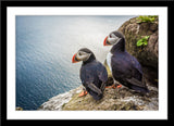 Tier Fotografie von zwei Papageientaucher mit Blick aufs Meer im Querformat. Fotokunst und Bilder online kaufen. Wandbild im Rahmen
