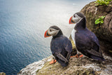 PUFFIN COUPLE