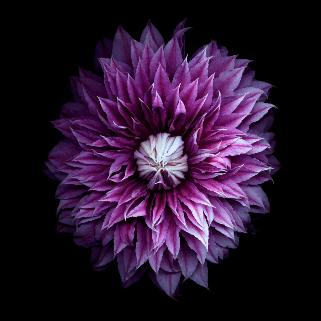 Natur Blumen Fotografie von einer violetten Blüte auf schwarzem Hintergrund. Fotokunst und Bilder online kaufen. Wandbild hinter Acrylglas oder als Poster