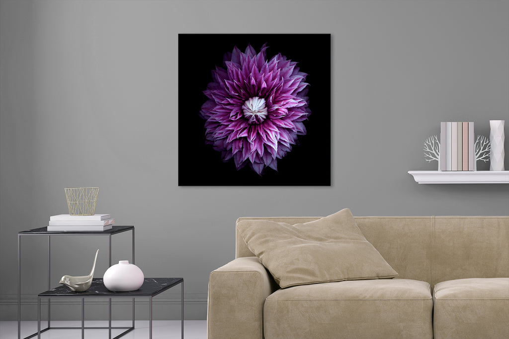 Aufgehängte Natur Blumen Fotografie von einer violetten Blüte auf schwarzem Hintergrund. Fotokunst und Bilder online kaufen. Wandbild hinter Acrylglas oder als Poster