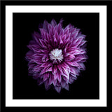 Natur Blumen Fotografie von einer violetten Blüte auf schwarzem Hintergrund. Fotokunst und Bilder online kaufen. Wandbild im Rahmen