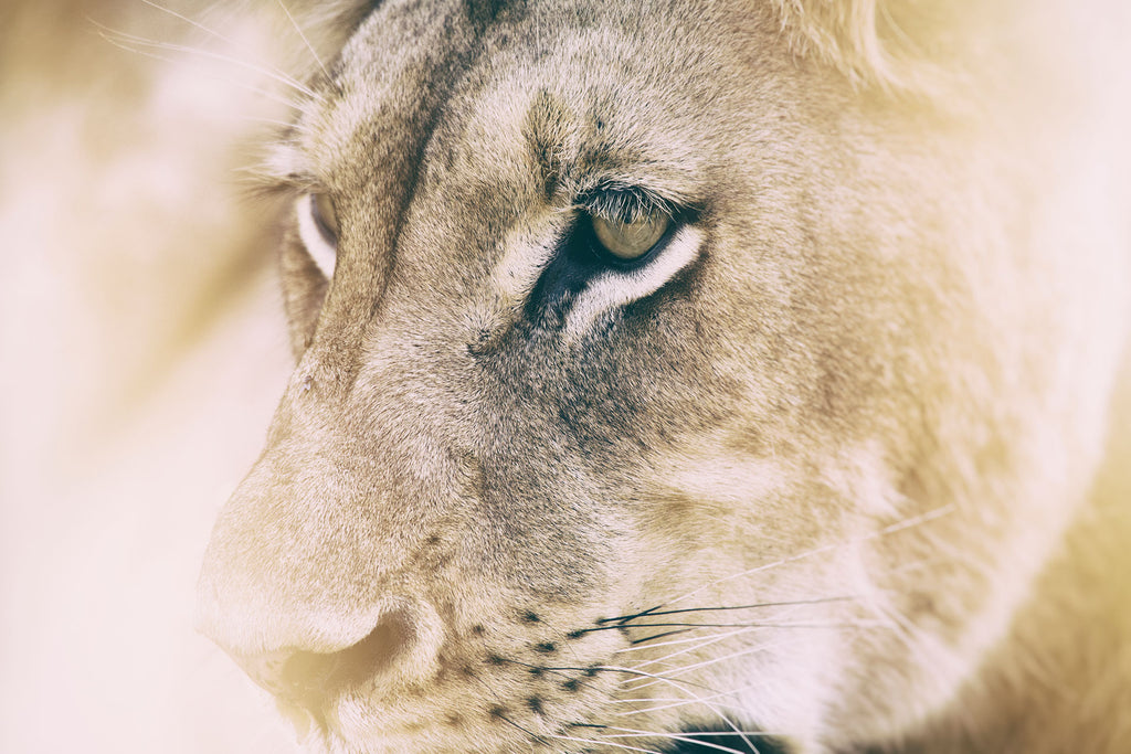 Tier Fotografie vom Gesicht einer Löwin. Fotokunst und Bilder online kaufen. Wandbild hinter Acrylglas oder als Poster