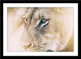 Tier Fotografie vom Gesicht einer Löwin. Fotokunst und Bilder online kaufen. Wandbild im Rahmen