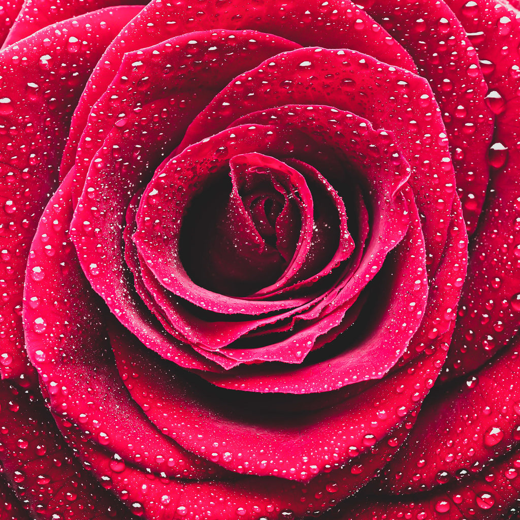 Natur Blumen Fotografie von einer Rose mit Wassertropfen im quadratischen Format. Fotokunst und Bilder online kaufen. Wandbild hinter Acrylglas oder als Poster
