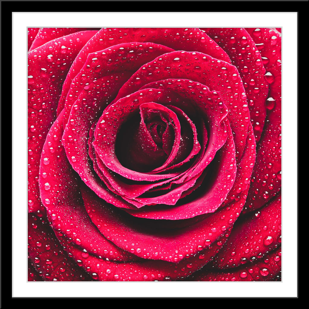 Natur Blumen Fotografie von einer Rose mit Wassertropfen im quadratischen Format. Fotokunst und Bilder online kaufen. Wandbild im Rahmen
