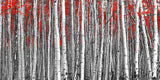 Natur Landschafts Fotografie von einem Birkenwald mit roten Blättern im Panorama Format. Fotokunst und Bilder online kaufen. Wandbild hinter Acrylglas oder als Poster