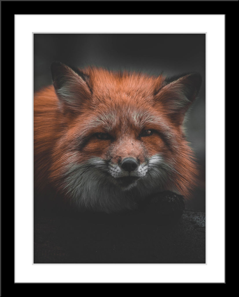 Tier Fotografie von einem Fuchs im Hochformat. Fotokunst und Bilder online kaufen. Wandbild im Rahmen
