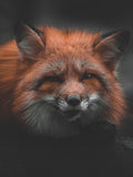 Tier Fotografie von einem Fuchs im Hochformat. Fotokunst und Bilder online kaufen. Wandbild hinter Acrylglas oder als Poster