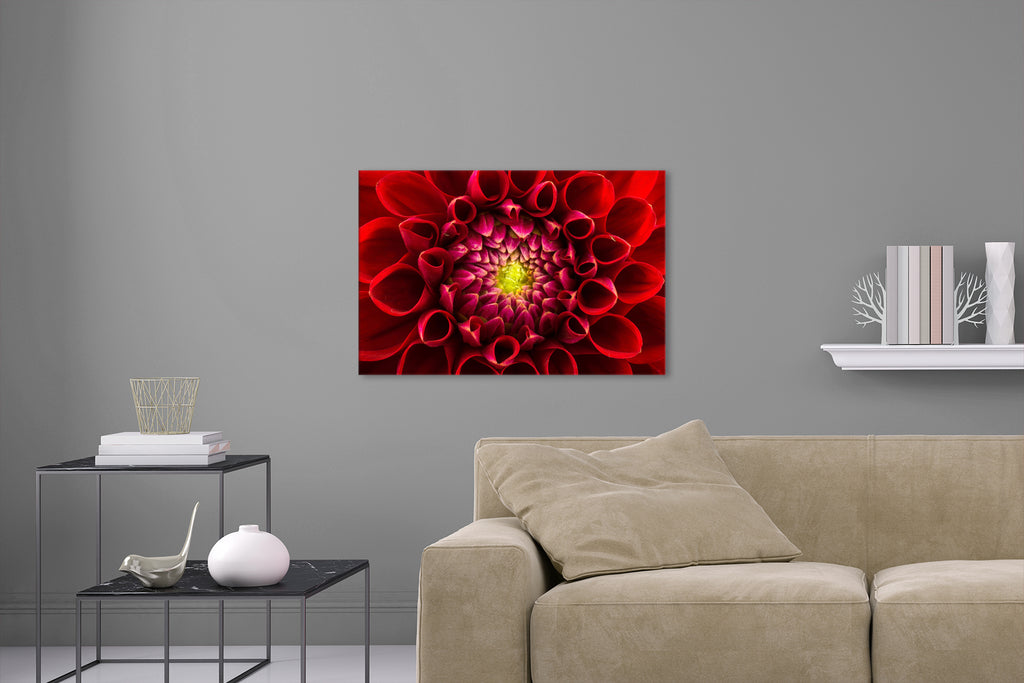 Aufgehängte Natur Blumen Fotografie von einer roten Chrysanthemum Blüte. Fotokunst und Bilder online kaufen. Wandbild hinter Acrylglas oder als Poster