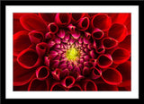 Natur Blumen Fotografie von einer roten Chrysanthemum Blüte. Fotokunst und Bilder online kaufen. Wandbild im Rahmen