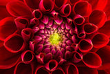 Natur Blumen Fotografie von einer roten Chrysanthemum Blüte. Fotokunst und Bilder online kaufen. Wandbild hinter Acrylglas oder als Poster