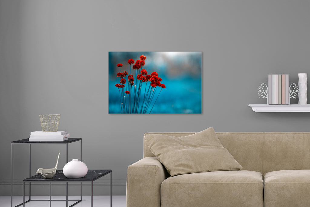 Aufgehängte Natur Fotografie von roten Blumen vor blauem Hintergrund. Fotokunst und Bilder online kaufen. Wandbild hinter Acrylglas oder als Poster