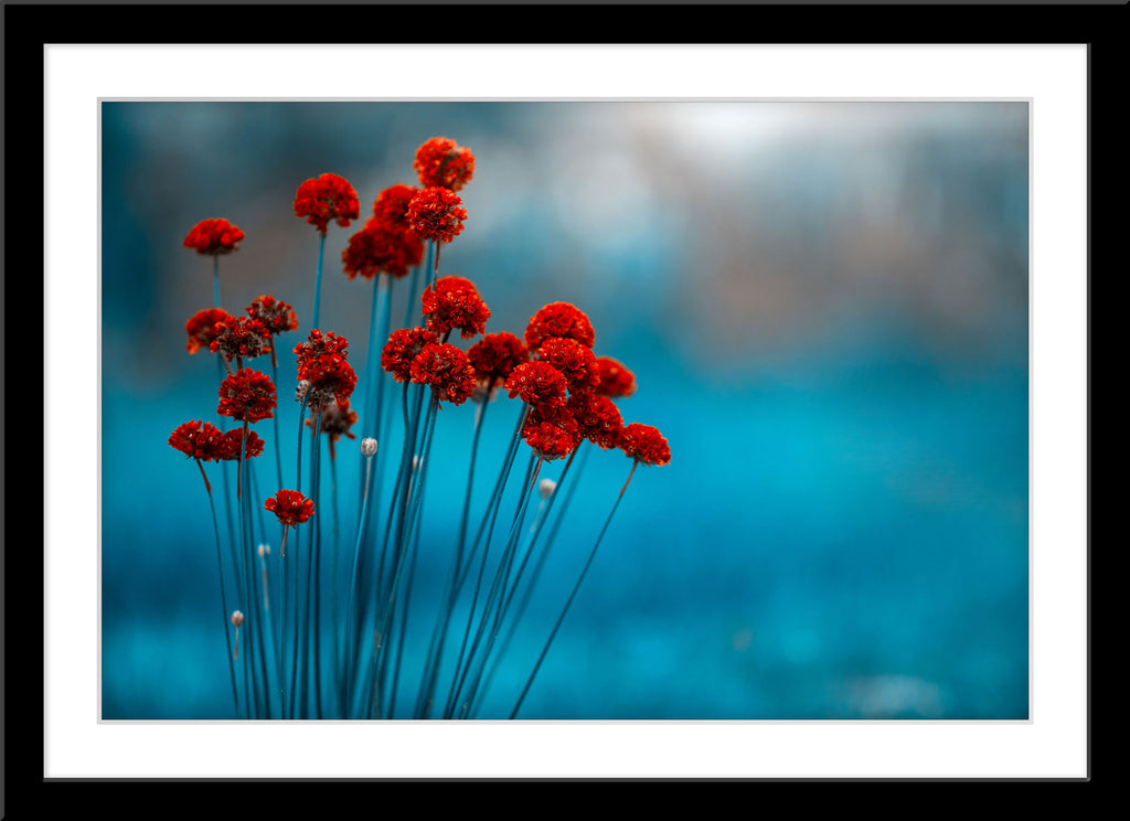 Natur Fotografie von roten Blumen vor blauem Hintergrund. Fotokunst und Bilder online kaufen. Wandbild im Rahmen