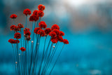 Natur Fotografie von roten Blumen vor blauem Hintergrund. Fotokunst und Bilder online kaufen. Wandbild hinter Acrylglas oder als Poster