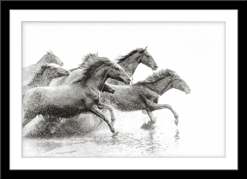 Schwarz-Weiß Tier Fotografie von durch Wasser galoppierenden Pferden. Fotokunst und Bilder online kaufen. Wandbild im Rahmen