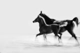 Abstrakte Schwarz-Weiß Tier Fotografie von einem Pferd und einem Fohlen. Fotokunst und Bilder online kaufen. Wandbild hinter Acrylglas oder als Poster