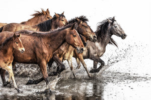 Tier Fotografie von einer Herde Pferde die durchs Wasser laufen. Fotokunst und Bilder online kaufen. Wandbild hinter Acrylglas oder als Poster