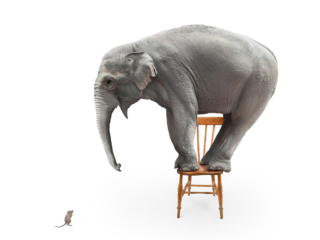 Abstrakte Tier Fotografie Komposing von einem Elefanten auf einem Stuhl der sich vor einer Maus fürchtet. Fotokunst und Bilder online kaufen. Wandbild hinter Acrylglas oder als Poster