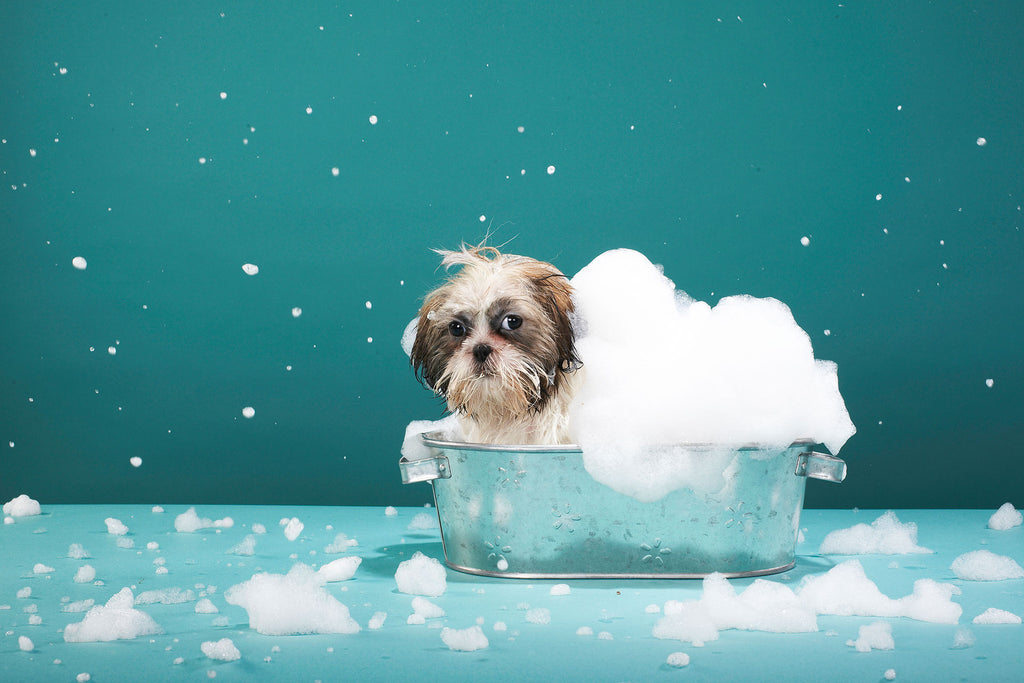 Tier Fotografie von einem Hund in einer kleinen Badewanne mit Schaum. Fotokunst und Bilder online kaufen. Wandbild hinter Acrylglas oder als Poster