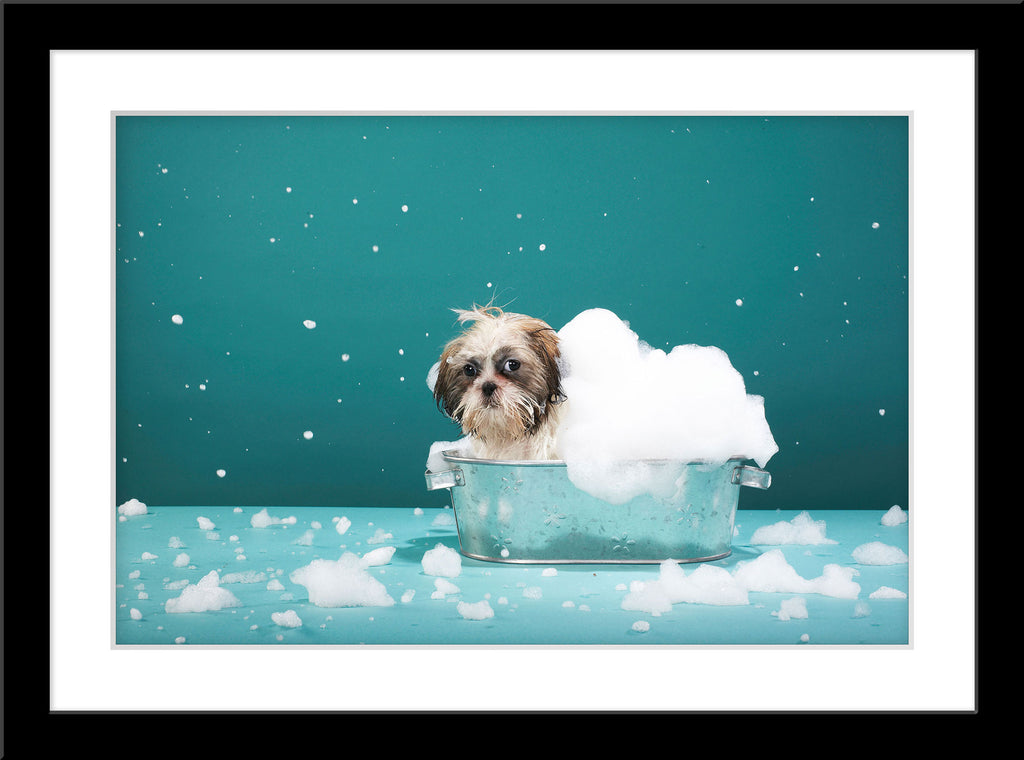 Tier Fotografie von einem Hund in einer kleinen Badewanne mit Schaum. Fotokunst und Bilder online kaufen. Wandbild im Rahmen