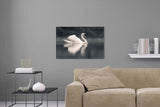 Aufgehängte Schwarz-Weiß Tier Fotografie von einem Schwan der auf einem Fluss schwimmt. Fotokunst und Bilder online kaufen. Wandbild hinter Acrylglas oder als Poster