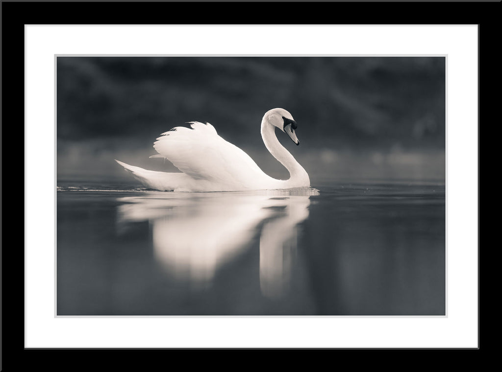 Schwarz-Weiß Tier Fotografie von einem Schwan der auf einem Fluss schwimmt. Fotokunst und Bilder online kaufen. Wandbild im Rahmen