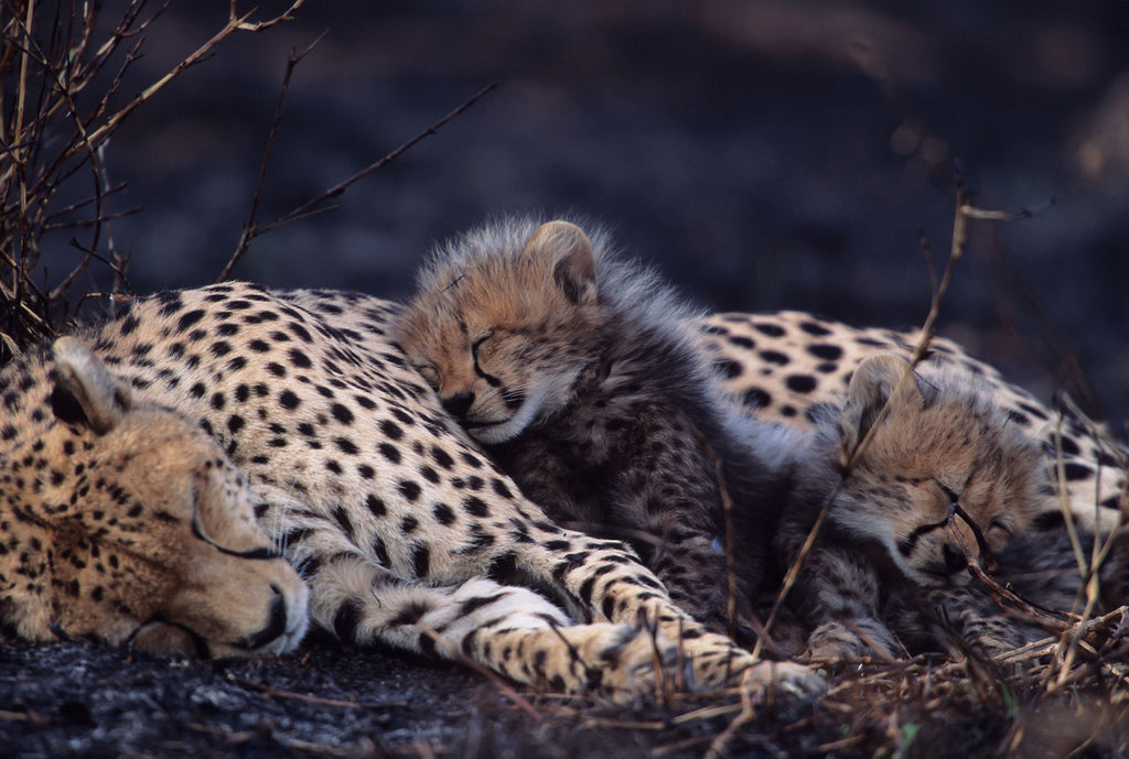 Tier Fotografie von einer schlafenden Geparden Mutter mit ihren an sich kuschelnden Kindern. Fotokunst und Bilder online kaufen. Wandbild hinter Acrylglas oder als Poster
