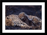 Tier Fotografie von einer schlafenden Geparden Mutter mit ihren an sich kuschelnden Kindern. Fotokunst und Bilder online kaufen. Wandbild im Rahmen