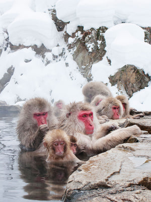 Tier Fotografie von Affen in einer heißen Quelle im Winter. Fotokunst und Bilder online kaufen. Wandbild hinter Acrylglas oder als Poster