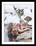 Tier Fotografie von Affen in einer heißen Quelle im Winter. Fotokunst und Bilder online kaufen. Wandbild im Rahmen
