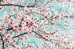 Natur Fotografie von einem blühenden spanischen Mandelbaum. Fotokunst und Bilder online kaufen. Wandbild hinter Acrylglas oder als Poster