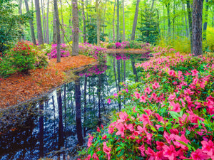 Natur Blumen Fotografie von Azalea Blüten im Wald bei einem Fluss. Fotokunst und Bilder online kaufen. Wandbild hinter Acrylglas oder als Poster