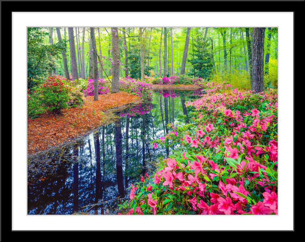 Natur Blumen Fotografie von Azalea Blüten im Wald bei einem Fluss. Fotokunst und Bilder online kaufen. Wandbild im Rahmen