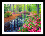 Natur Blumen Fotografie von Azalea Blüten im Wald bei einem Fluss. Fotokunst und Bilder online kaufen. Wandbild im Rahmen