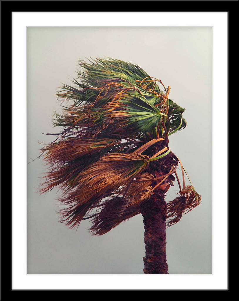 Natur Fotografie von einer Palme in einem Sturm im Hochformat. Fotokunst und Bilder online kaufen. Wandbild im Rahmen