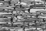 Schwarz-Weiß Tier Fotografie von einem Barrakuda Fischschwarm. Fotokunst und Bilder online kaufen. Wandbild hinter Acrylglas oder als Poster